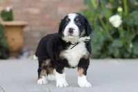 Milo, a male Miniature Bernedoodle for sale in Sugarcreek, OH – 3 of 5