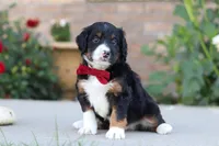 Mason, a male Miniature Bernedoodle for sale in Sugarcreek, OH – 4 of 6