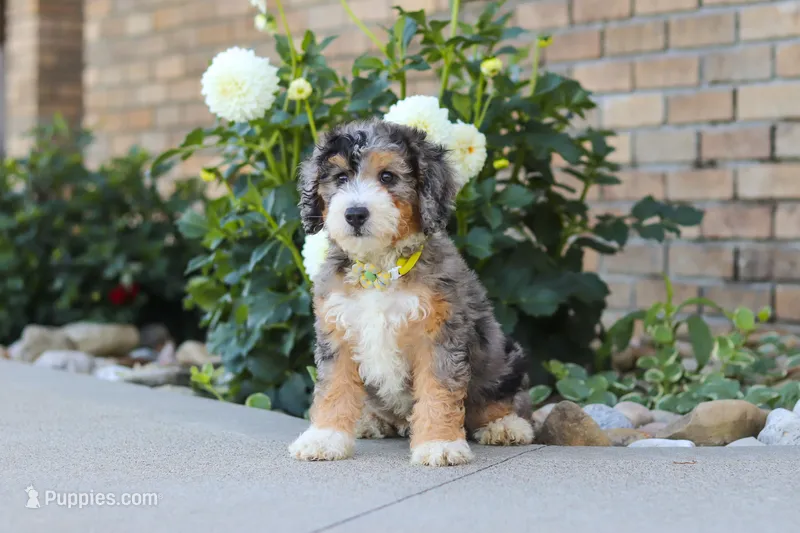 Hunter – Miniature Bernedoodle puppy for sale in Sugarcreek, OH