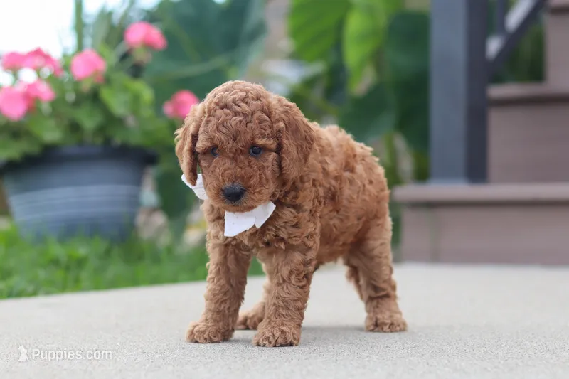 Kirby – Miniature Labradoodle puppy for sale in Sugarcreek, OH