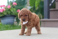 Kirby, a male Miniature Labradoodle for sale in Sugarcreek, OH – 1 of 6