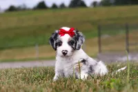 Holly, a female Miniature Bernedoodle for sale in Sugarcreek, OH – 2 of 7
