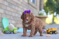 Ember, a female Miniature Goldendoodle for sale in Sugarcreek, OH – 1 of 4