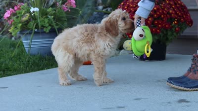 Jade, a female Miniature Labradoodle for sale in Sugarcreek, OH – 6 of 6