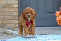 Finn, a male Cavapoo for sale in Sugarcreek, OH – 2 of 7