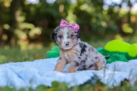 Ivy, a female Miniature Bernedoodle for sale in Sugarcreek, OH – 5 of 7