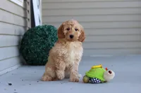 Jade, a female Miniature Labradoodle for sale in Sugarcreek, OH – 1 of 6