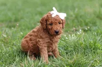 Tasha, a female Miniature Labradoodle for sale in Sugarcreek, OH – Photo 6 of 9