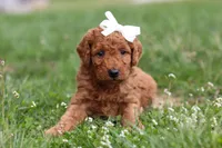 Tasha, a female Miniature Labradoodle for sale in Sugarcreek, OH – Photo 4 of 9