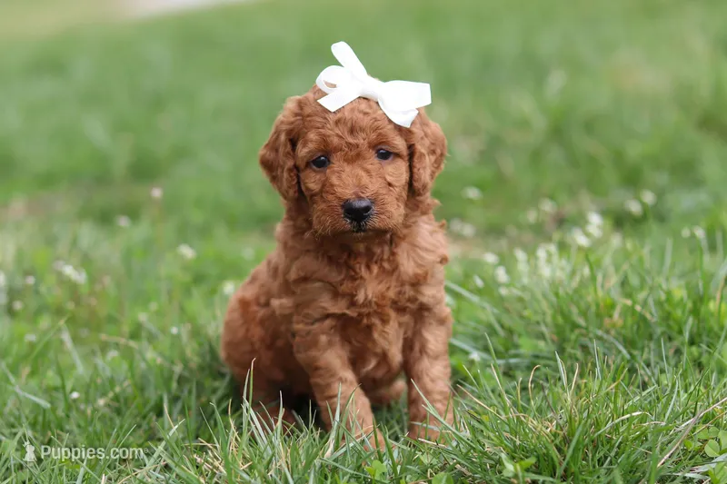 Tasha – Miniature Labradoodle puppy for sale in Sugarcreek, OH