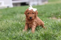Tasha, a female Miniature Labradoodle for sale in Sugarcreek, OH – Photo 2 of 9