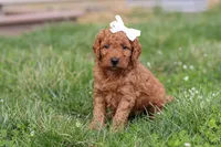 Tasha, a female Miniature Labradoodle for sale in Sugarcreek, OH – Photo 8 of 9