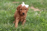 Tasha, a female Miniature Labradoodle for sale in Sugarcreek, OH – Photo 7 of 9