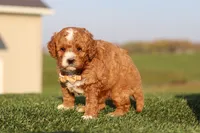 Otis, a male Cavapoo for sale in Sugarcreek, OH – 4 of 7