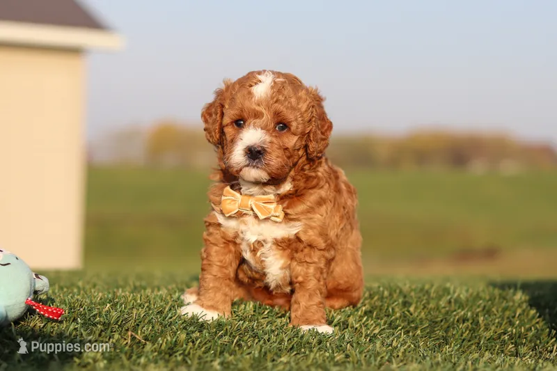 Otis – Cavapoo puppy for sale in Sugarcreek, OH