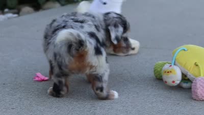 Miley, a female Miniature Bernedoodle for sale in Sugarcreek, OH – 5 of 5
