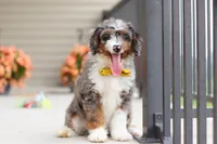 Dylan, a male Miniature Bernedoodle for sale in Sugarcreek, OH – 3 of 10
