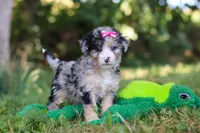 Isabella, a female Miniature Bernedoodle for sale in Sugarcreek, OH – 1 of 7
