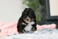 Dolly, a female Miniature Bernedoodle for sale in Sugarcreek, OH – 4 of 10