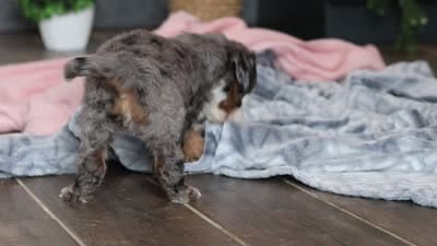 Darla , a female Miniature Bernedoodle for sale in Sugarcreek, OH – 9 of 9
