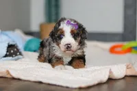 Daisy, a female Miniature Bernedoodle for sale in Sugarcreek, OH – 6 of 10