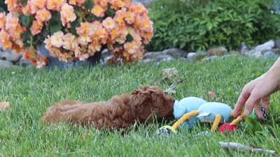 Fiona, a female Cavapoo for sale in Sugarcreek, OH – 6 of 6