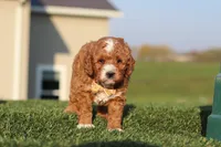 Otis, a male Cavapoo for sale in Sugarcreek, OH – 3 of 7