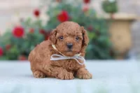 Newton, a male Poodle - Miniature  for sale in Sugarcreek, OH – 8 of 8