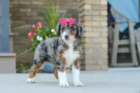 Honey, a female Miniature Bernedoodle for sale in Sugarcreek, OH – 5 of 8