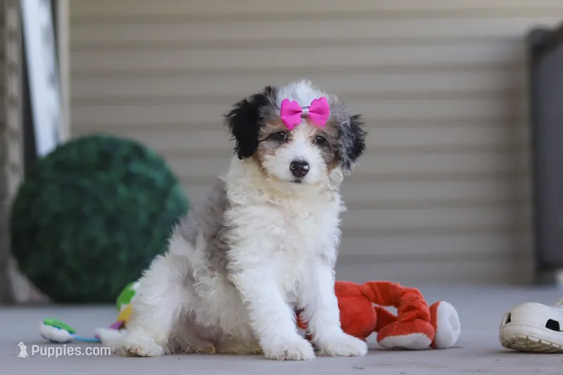 Isadora – Miniature Bernedoodle puppy for sale in Sugarcreek, OH