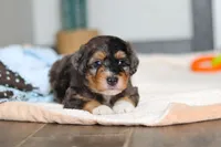 Duke, a male Miniature Bernedoodle for sale in Sugarcreek, OH – 6 of 10
