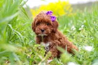 Amber, a female Cavapoo for sale in Sugarcreek, OH – Photo 2 of 5
