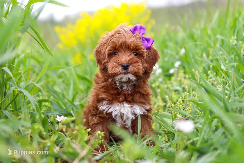 Amber – Cavapoo puppy for sale in Sugarcreek, OH
