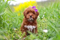 Amber, a female Cavapoo for sale in Sugarcreek, OH – Photo 1 of 5