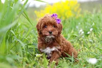 Amber, a female Cavapoo for sale in Sugarcreek, OH – Photo 3 of 5