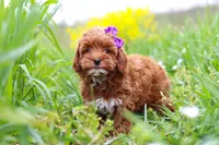 Amber, a female Cavapoo for sale in Sugarcreek, OH – Photo 5 of 5