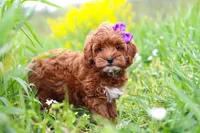 Amber, a female Cavapoo for sale in Sugarcreek, OH – Photo 4 of 5