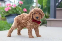 Kade, a male Miniature Labradoodle for sale in Sugarcreek, OH – 2 of 6