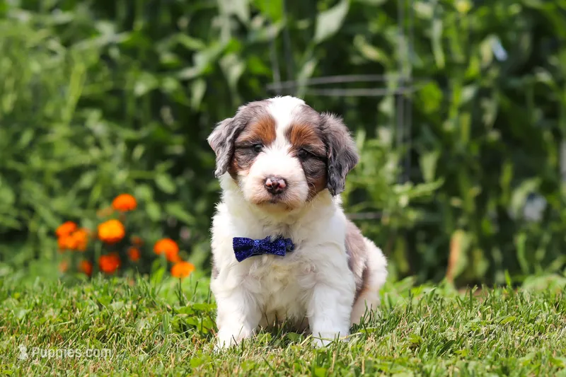 Gordon – Miniature Bernedoodle puppy for sale in Sugarcreek, OH
