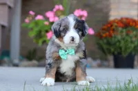Maverick, a male Miniature Bernedoodle for sale in Sugarcreek, OH – 5 of 6