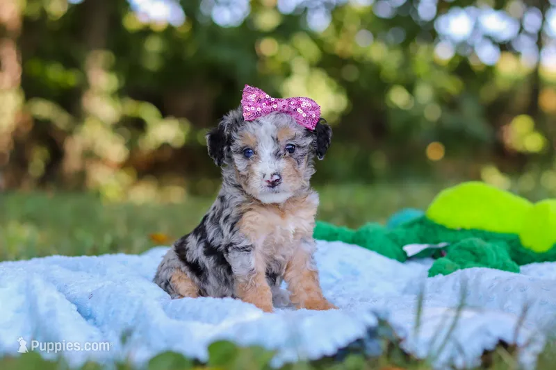 Ivy – Miniature Bernedoodle puppy for sale in Sugarcreek, OH