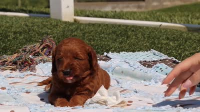 Carter, a male Goldendoodle for sale in Sugarcreek, OH – 6 of 6