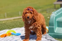 Tonya , a female Miniature Labradoodle for sale in Sugarcreek, OH – 2 of 5