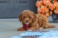 Finn, a male Cavapoo for sale in Sugarcreek, OH – 5 of 7