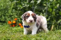 Gordon, a male Miniature Bernedoodle for sale in Sugarcreek, OH – 3 of 5