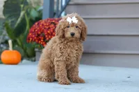 Juliet, a female Miniature Labradoodle for sale in Sugarcreek, OH – 2 of 8
