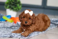 Lacy, a female Cavapoo for sale in Sugarcreek, OH – 3 of 6