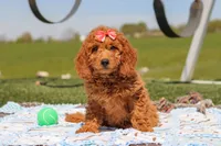 Treva, a female Miniature Labradoodle for sale in Sugarcreek, OH – 3 of 5