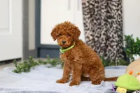 Mitch, a male Miniature Goldendoodle for sale in Sugarcreek, OH – Photo 3 of 4