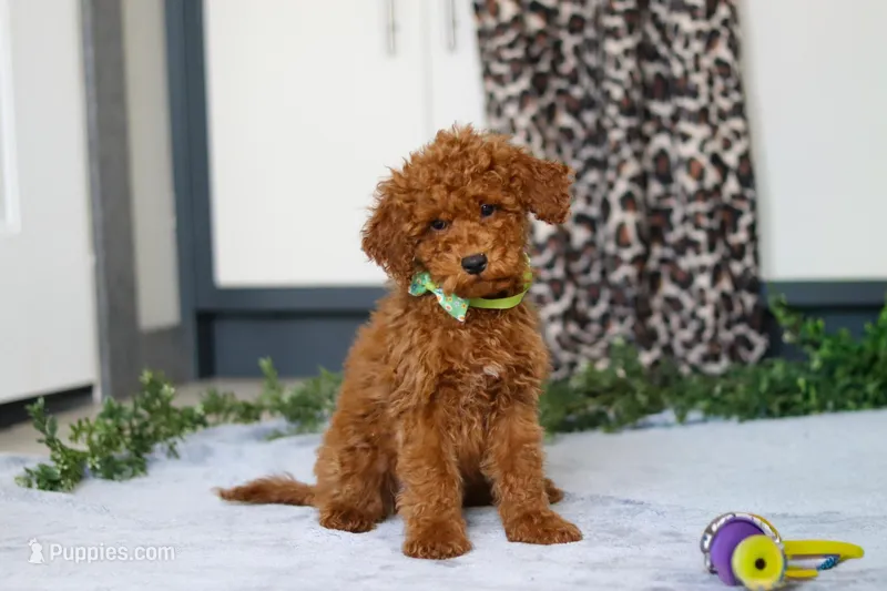 Mitch – Miniature Goldendoodle puppy for sale in Sugarcreek, OH